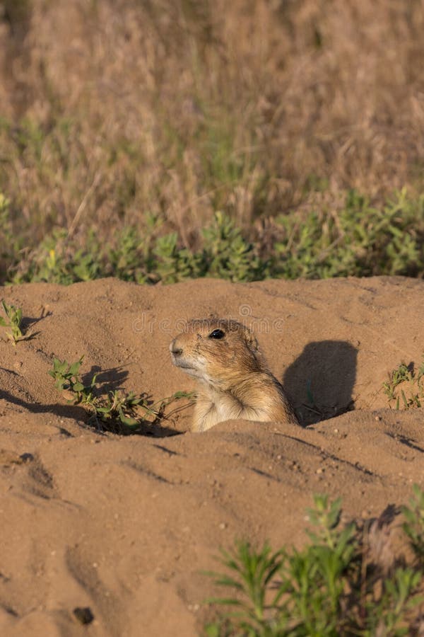 Prairie Dog stock photos