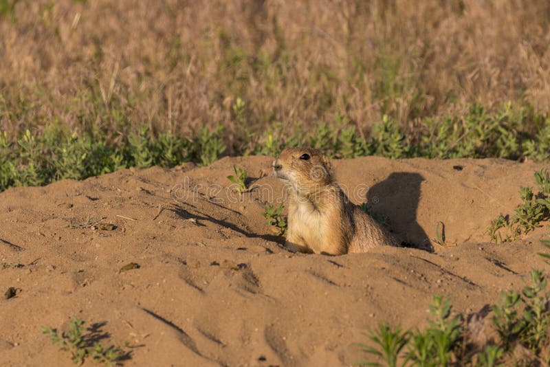 Prairie Dog royalty free stock image