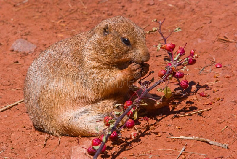 A prairie dog eating stock image. Image of meal, rodent 10707607