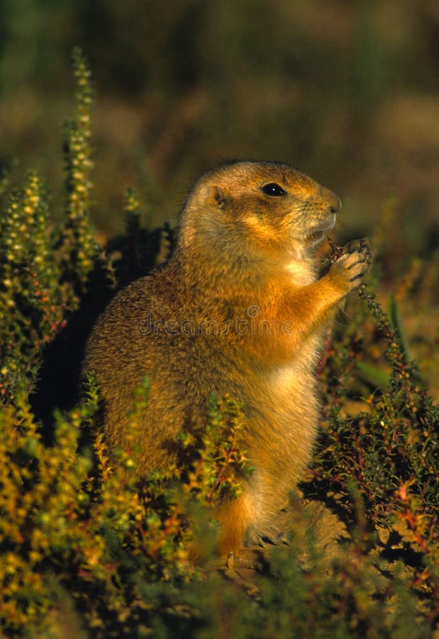 Prairie Dog Eating stock photo