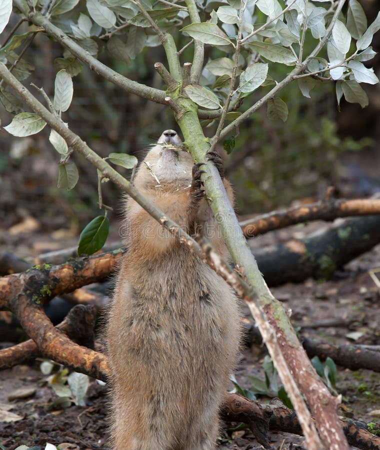 Prairie Dog eating stock photo. Image of copy, squirrel 22731646