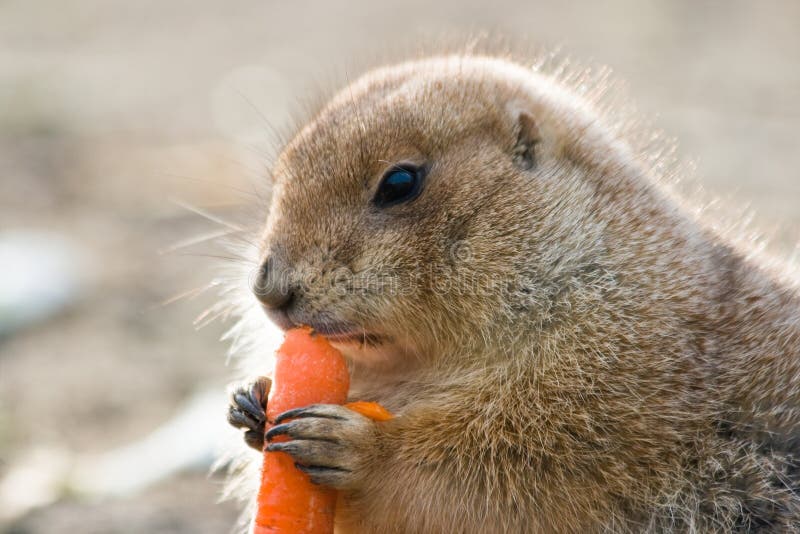 Prairie dog eating carrot stock photo. Image of wild - 13245160