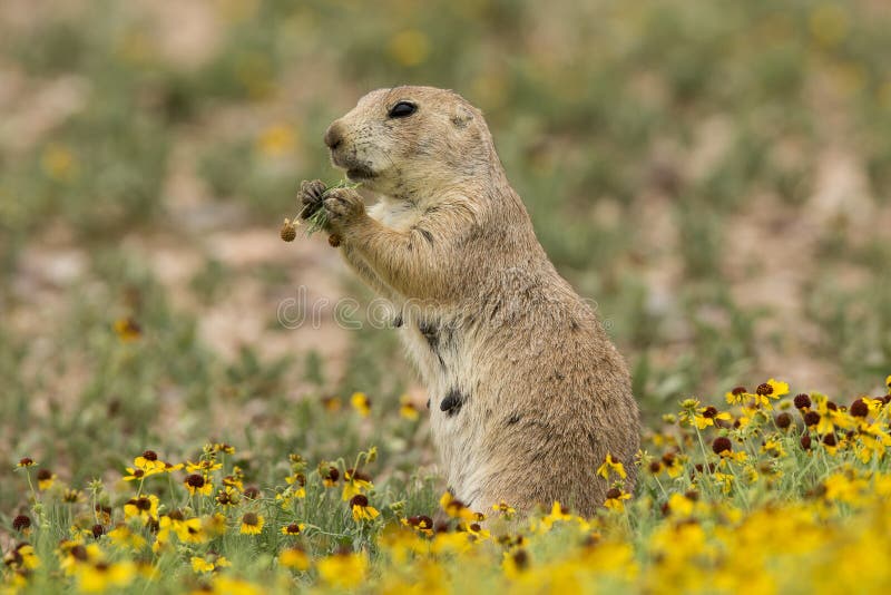 Prairie Dog Eating Flower stock photo. Image of rodentia 36420240