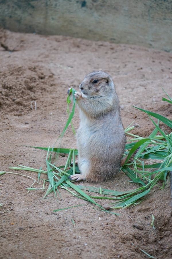 201 Dog Eating Plants Stock Photos Free & RoyaltyFree Stock Photos