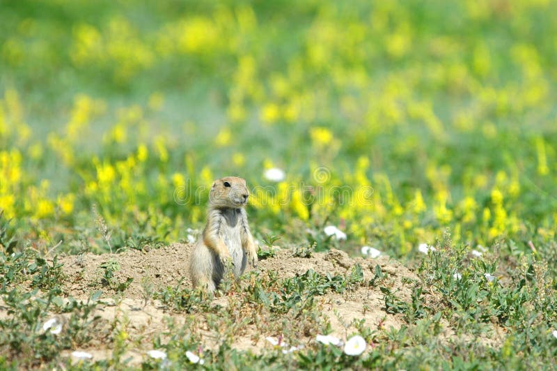 Prairie Dog Flowers