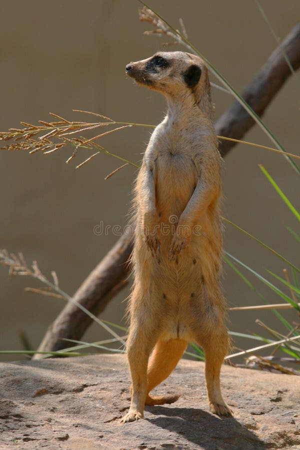 Prairie dog looking right stock image. Image of side, africa - 2533949