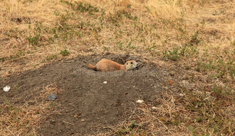 Prairie Dog in Prairie Dog Town royalty free stock image Prairie Dog in Prairie Dog Town royalty free stock image