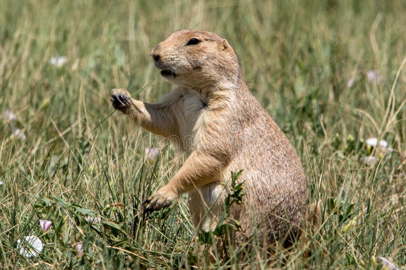 Prairie Dog in Colorado stock image. Image of cynomys