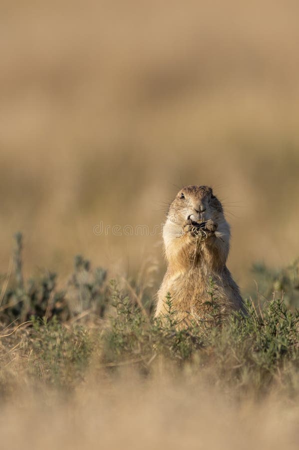 Prairie Dog Sitting on its Burrow royalty free stock photos