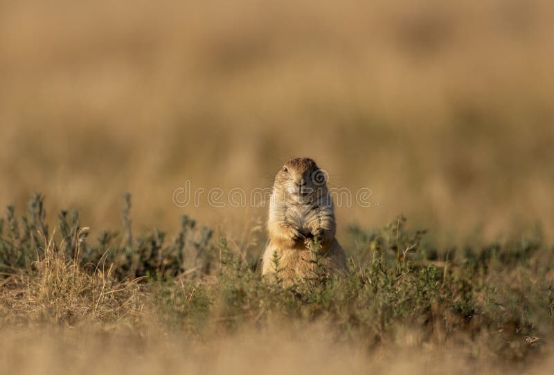 Prairie Dog Sitting on its Burrow royalty free stock images