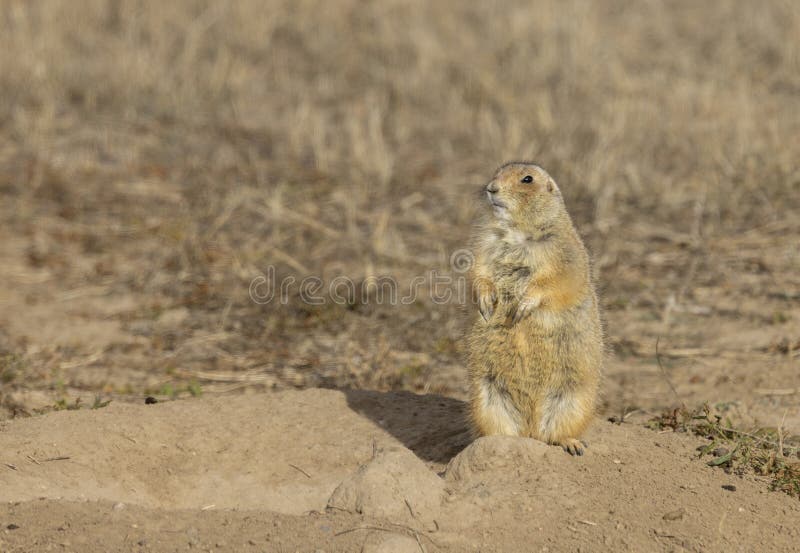 Prairie Dog Sitting on its Burrow stock images