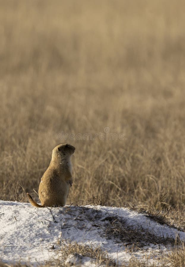 Prairie Dog Sitting on its Burrow in Winter royalty free stock images