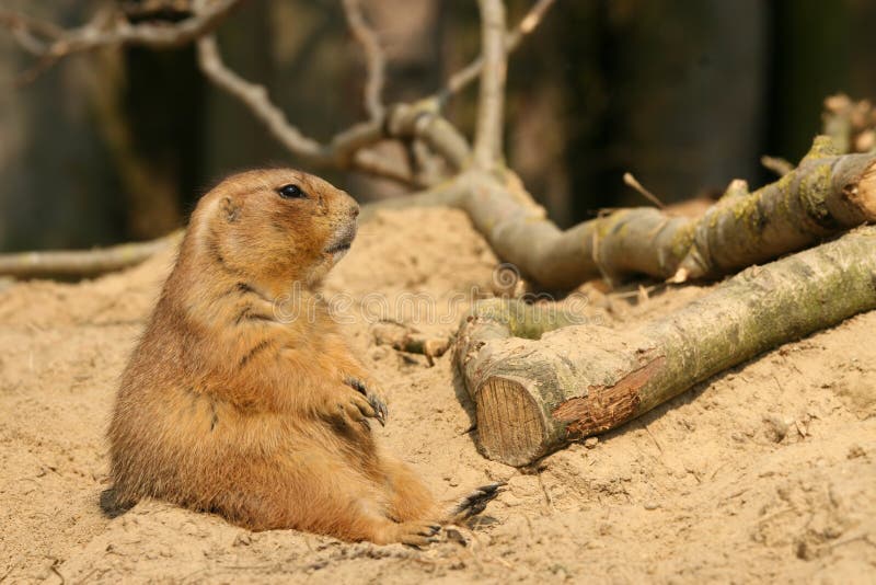 Prairie dog sitting in the sand