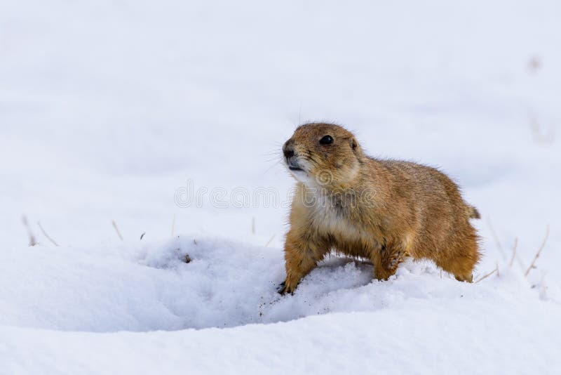 Prairie Dog in the Snow