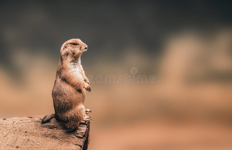 Prairie dog standing on wooden log and copyspace background.