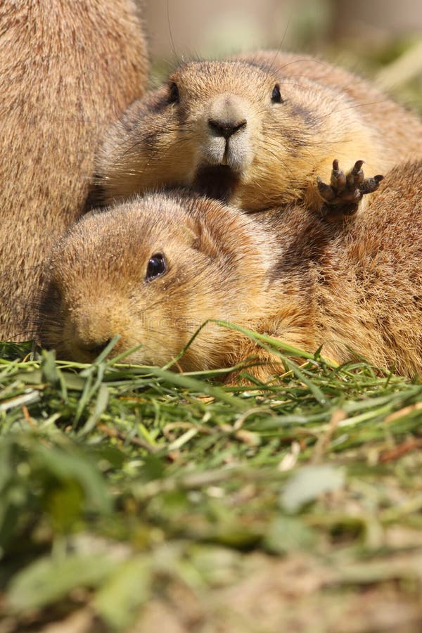 Prairie dog wanting some privacy