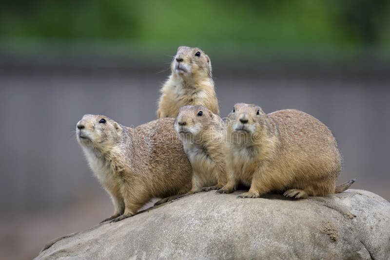 Prairie Dogs