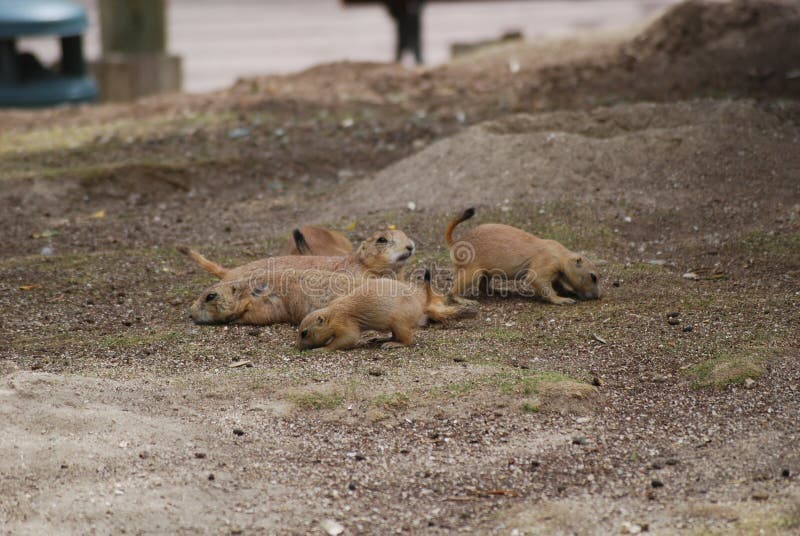 Prairie dogs with mom watching stock image Prairie dogs with mom watching stock image
