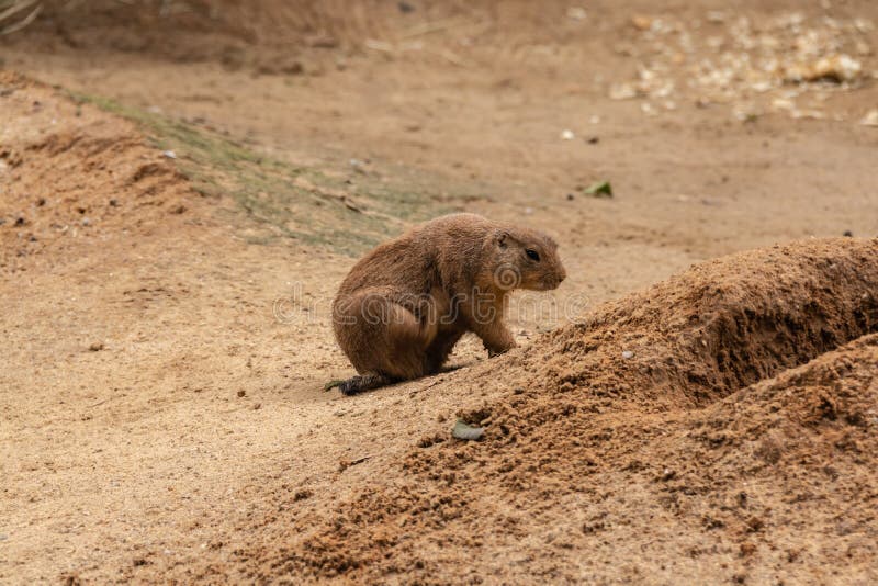 Prairie Dogs are Small Animals that Live Underground Stock Photo - Image of  large, earthen: 131918672