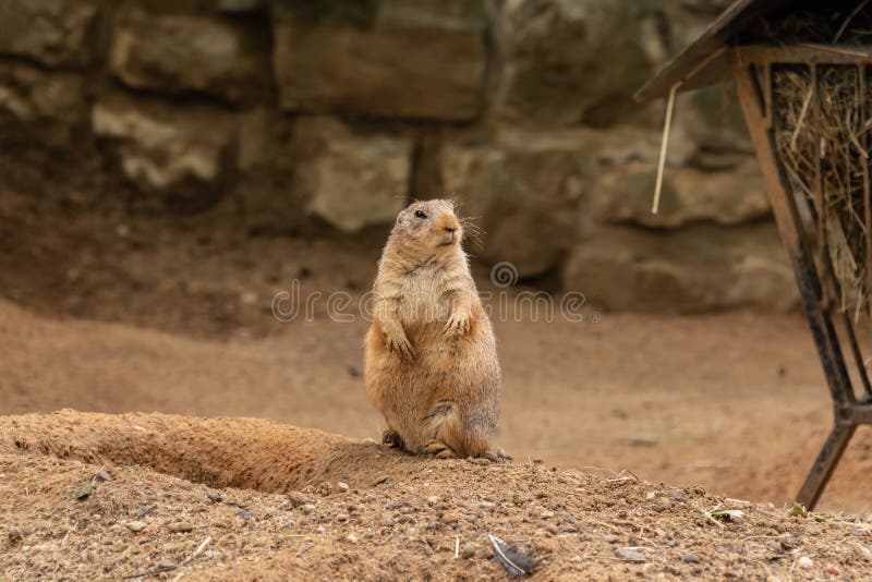 Prairie Dogs are Small Animals that Live Underground Stock Photo - Image of  live, animal: 131918800