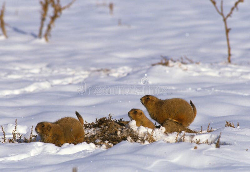 Prairie Dogs in Winter stock image. Image of furry, pest 17305747