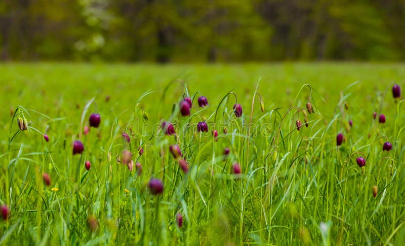 Prairie verte avec fleurs sauvages de tulipe photos libres de droits