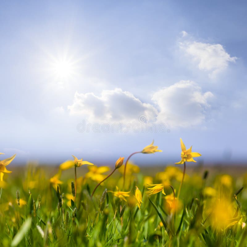 Prairie verte recouverte de fleurs de tulipes sauvages jaunes aux beaux jours image libre de droits