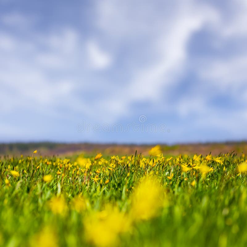 Prairie verte recouverte de fleurs de tulipes sauvages jaunes sous ciel nuageux image libre de droits