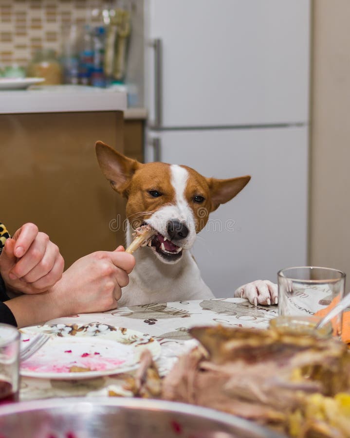 Pranzo Non Programmato Per Il Cane Guastato Immagine Stock Immagine