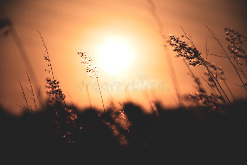 Erba i fiori con il bello sole caldo, prati con luce giusta dallo stile dell'Sun-annata