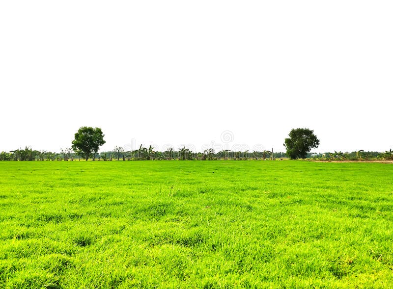 Prati verdi e alberi delle banane con fondo cielo bianco 1 immagine stock libera da diritti Prati verdi e alberi delle banane con fondo cielo bianco 1 immagine stock libera da diritti