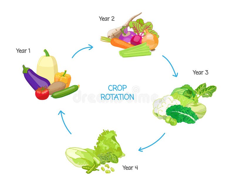 Pratique en matière agricole de rotation des cultures, cultivant le cycle saisonnier, système nutritionnel de renouvellement d'én illustration libre de droits Pratique en matière agricole de rotation des cultures, cultivant le cycle saisonnier, système nutritionnel de renouvellement d'én illustration libre de droits