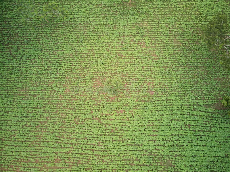 Prato agricolo verde del campo fotografie stock libere da diritti Prato agricolo verde del campo fotografie stock libere da diritti