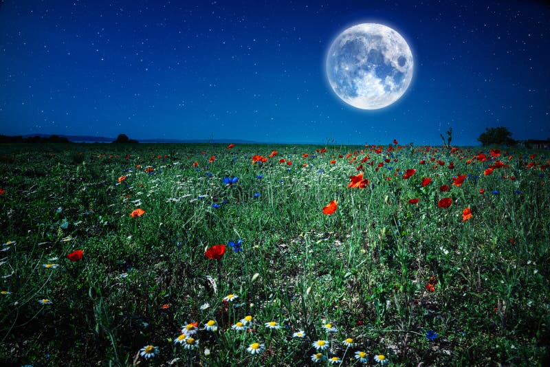 Prato del campo del papavero del fiore selvaggio alla notte con la luna e le stelle