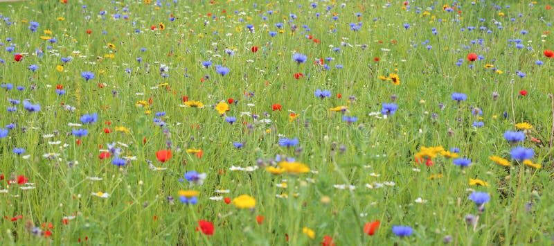 Prato del fiore selvaggio immagini stock libere da diritti Prato del fiore selvaggio immagini stock libere da diritti