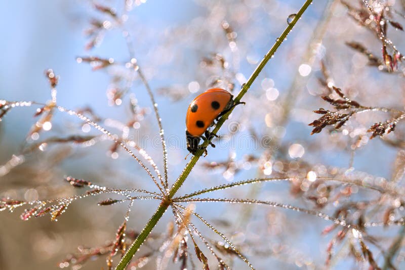 Prato di estate una coccinella su un'erba fotografia stock Prato di estate una coccinella su un'erba fotografia stock