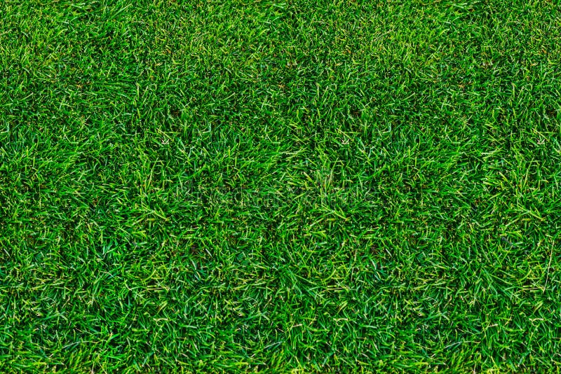 Prato inglese, erba verde di estate Vista da sopra primo piano, sfondo naturale fotografia stock Prato inglese, erba verde di estate Vista da sopra primo piano, sfondo naturale fotografia stock