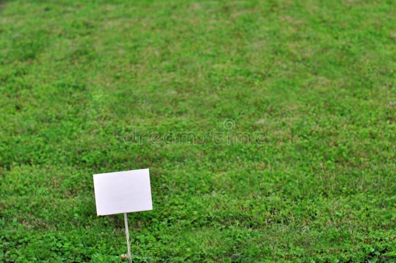 Prato inglese verde immagine stock libera da diritti Prato inglese verde immagine stock libera da diritti