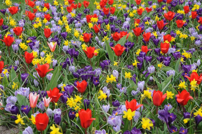 Gigantesco Mazzi Di Fiori / La felice petunia - Il costo varia in funzione del tipo di mazzo di ...