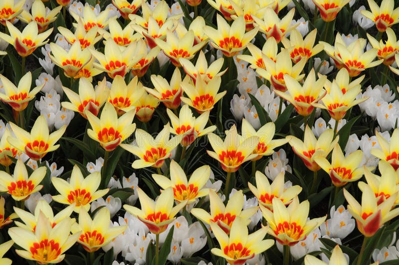Prato in pieno dei fiori della molla fotografia stock libera da diritti Prato in pieno dei fiori della molla fotografia stock libera da diritti