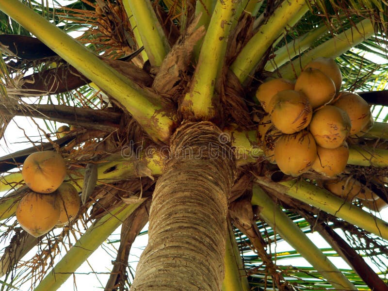 Prawie dojrzałe kokosów