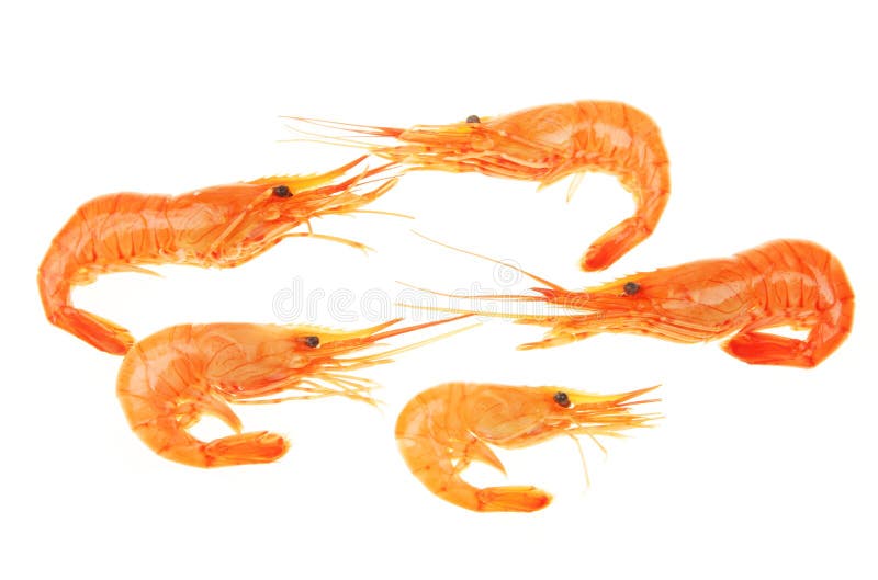 Prawn group stock image. Image of fresh, seafood, isolated 11274429