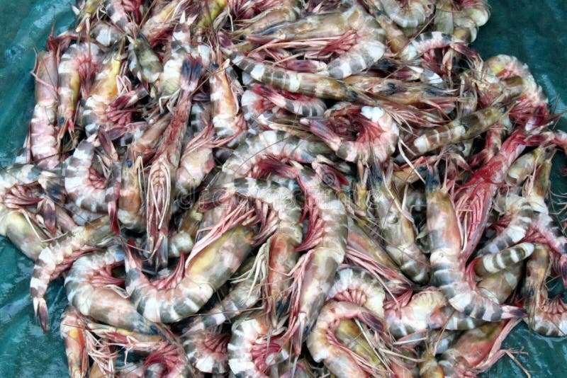 Prawn. stock photo. Image of macro, nutrition, jumbo 93709284
