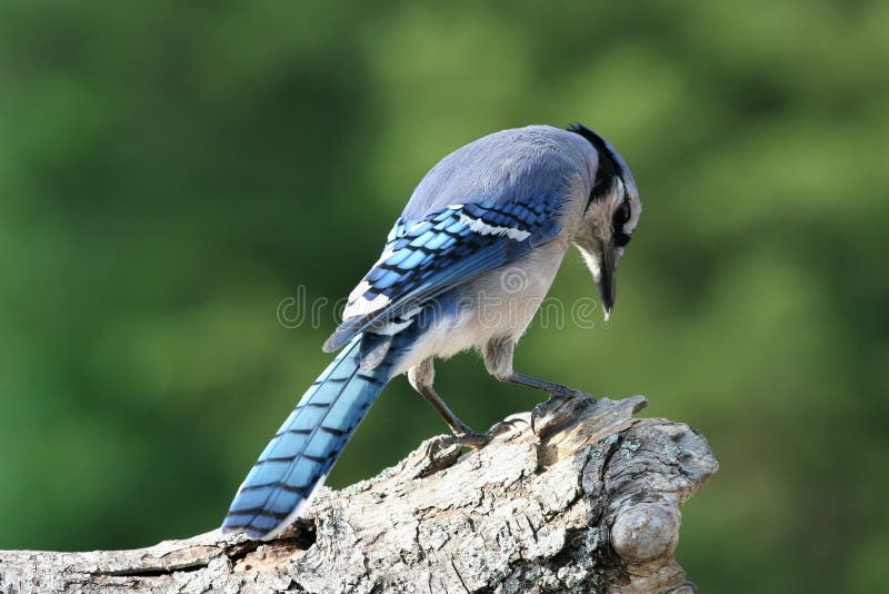 Praying blue jay