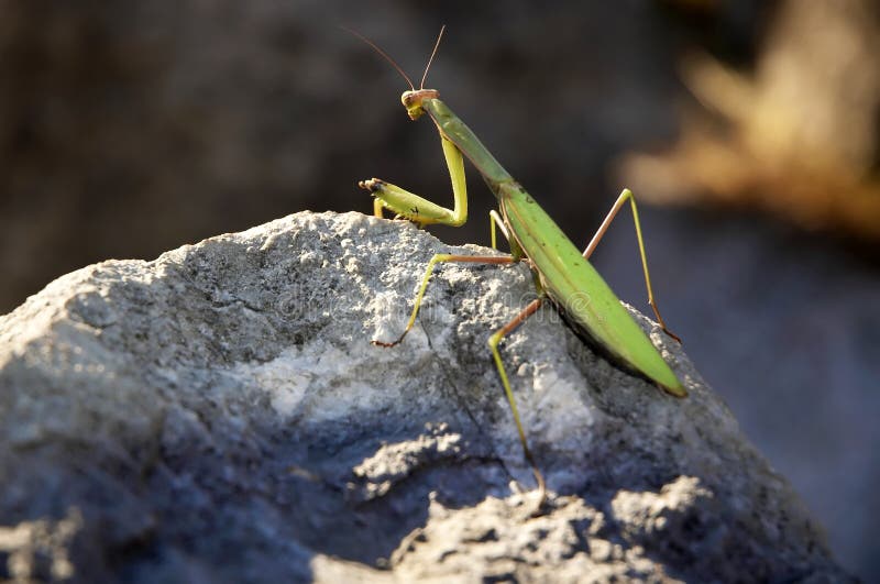 Praying Mantis