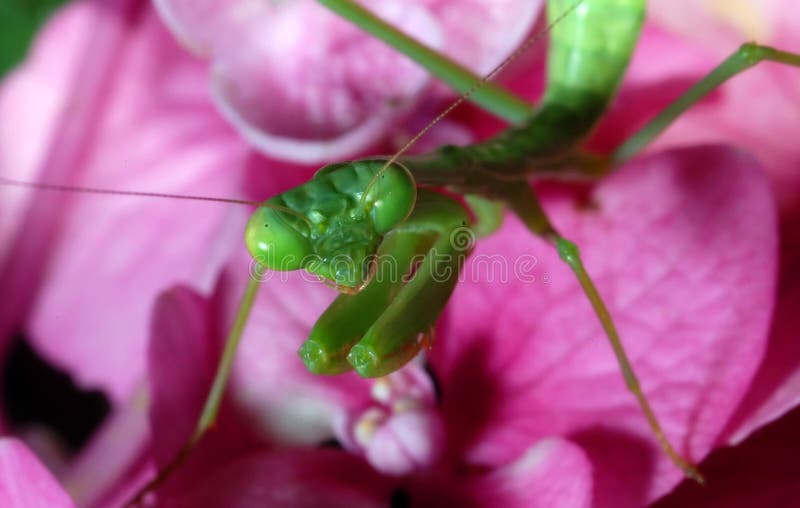 Praying Mantis Picture. Image 5800213