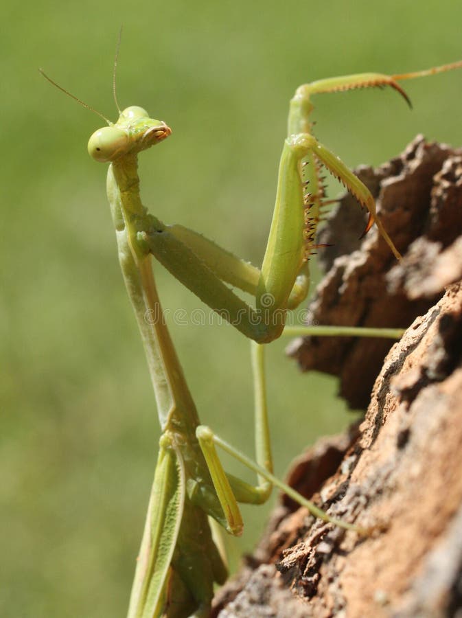 Praying Mantis