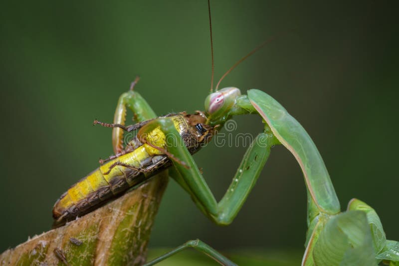 praying mantis eating mate gif