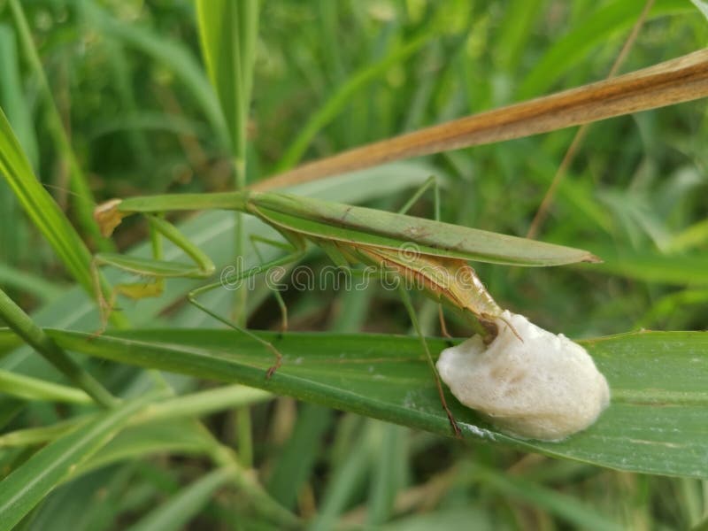 Praying Mantis Female Laying Egg Sacs on the Blade of Grass Stock Image ...