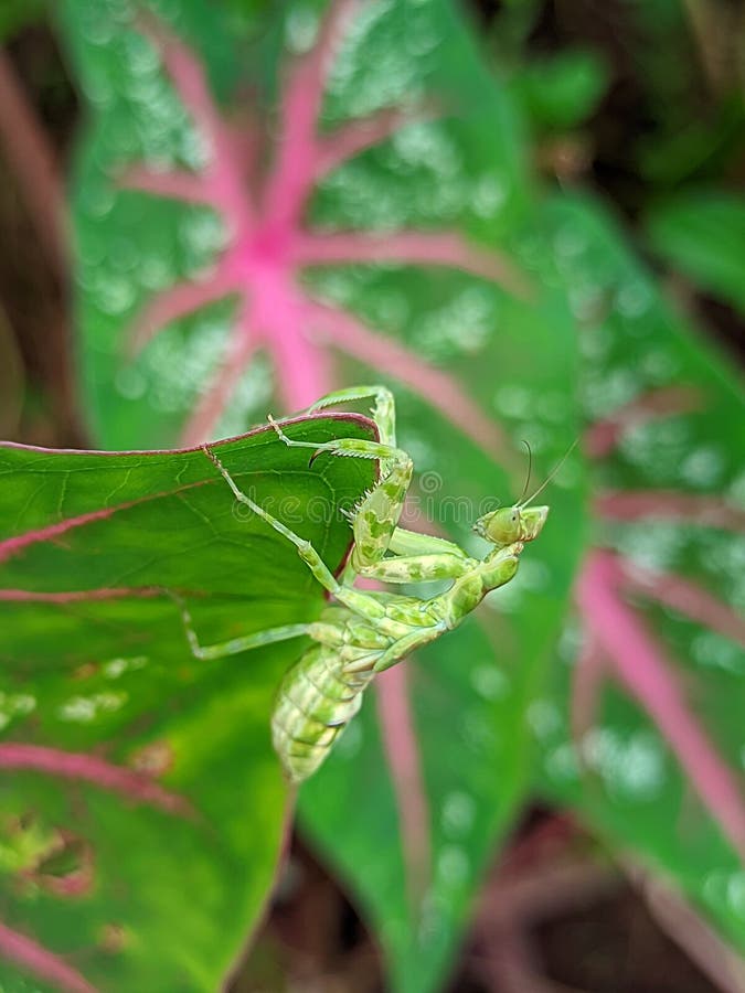 The Praying Mantis is an Insect of the Mantodea Order and is Usually